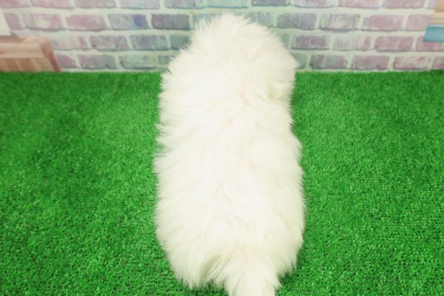 埼玉県のマルチーズ (Coo&RIKU綿半坂戸店/2025年11月28日生まれ/男の子/ホワイト)の子犬の4枚目の画像