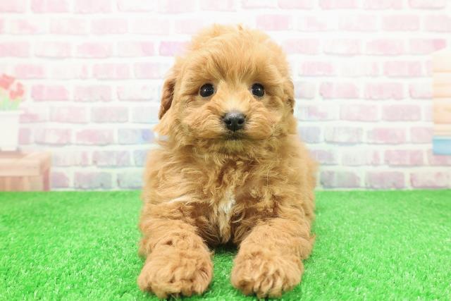 山形県のトイプードル(トイ) (Coo&RIKUイオンタウン酒田店/2025年12月6日生まれ/男の子/アプリコット)の子犬の1枚目の画像