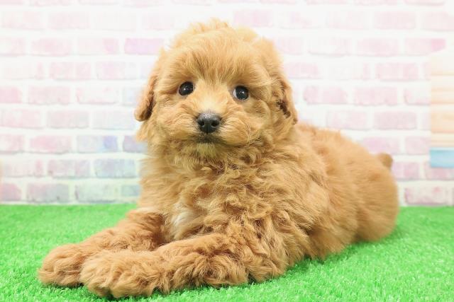 山形県のトイプードル(トイ) (Coo&RIKUイオンタウン酒田店/2025年12月6日生まれ/男の子/アプリコット)の子犬の2枚目の画像