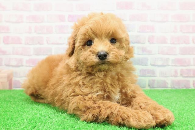 山形県のトイプードル(トイ) (Coo&RIKUイオンタウン酒田店/2025年12月6日生まれ/男の子/アプリコット)の子犬の3枚目の画像