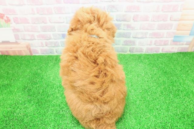 山形県のトイプードル(トイ) (Coo&RIKUイオンタウン酒田店/2025年12月6日生まれ/男の子/アプリコット)の子犬の4枚目の画像