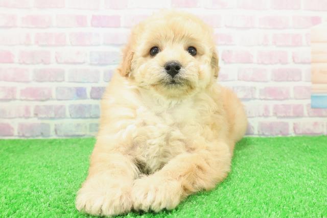 トイ・プードル