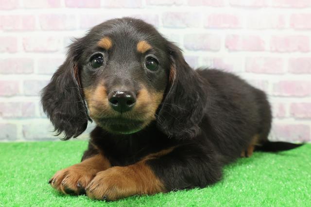 静岡県のミニチュアダックスフンド(ロング) (Coo&RIKU藤枝店/2025年12月7日生まれ/男の子/ブラックタン)の子犬の2枚目の画像