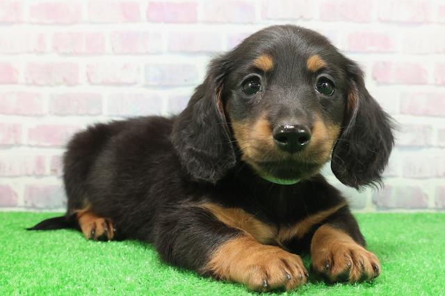 静岡県のミニチュアダックスフンド(ロング) (Coo&RIKU藤枝店/2025年12月7日生まれ/男の子/ブラックタン)の子犬の3枚目の画像