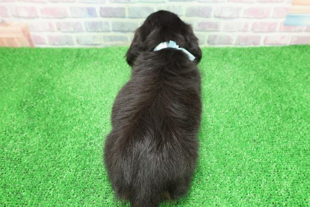 静岡県のミニチュアダックスフンド(ロング) (Coo&RIKU藤枝店/2025年12月7日生まれ/男の子/ブラックタン)の子犬の4枚目の画像