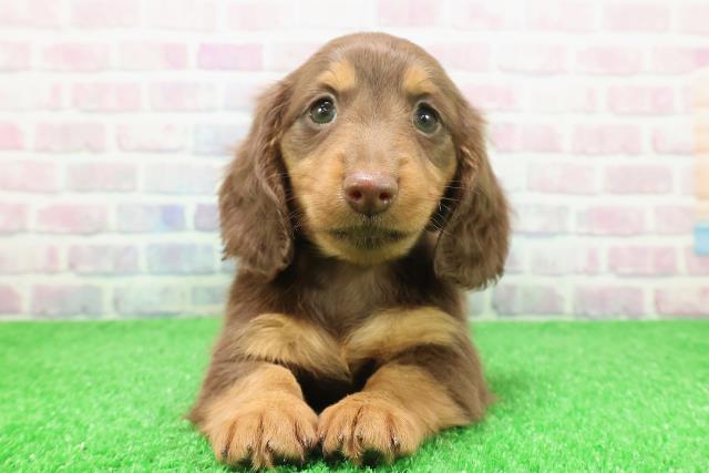 東京都のミニチュアダックスフンド(ロング) (Coo&RIKU下北沢店/2025年12月7日生まれ/女の子/チョコレートタン)の子犬の1枚目の画像