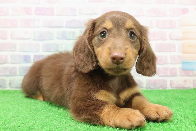 東京都のミニチュアダックスフンド(ロング) (Coo&RIKU下北沢店/2025年12月7日生まれ/女の子/チョコレートタン)の子犬の3枚目の画像