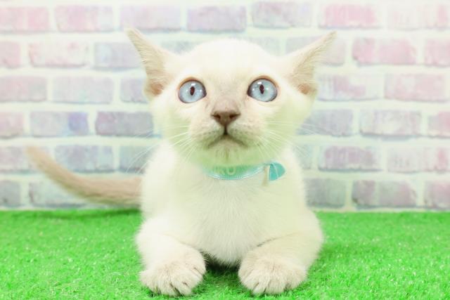 青森県のトンキニーズ (Coo&RIKU八戸店/2025年12月7日生まれ/男の子/ブルーポイント)の子猫の1枚目の画像