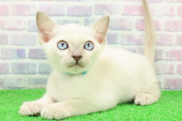 青森県のトンキニーズ (Coo&RIKU八戸店/2025年12月7日生まれ/男の子/ブルーポイント)の子猫の2枚目の画像