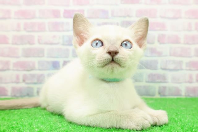 青森県のトンキニーズ (Coo&RIKU八戸店/2025年12月7日生まれ/男の子/ブルーポイント)の子猫の3枚目の画像