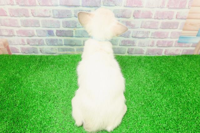 青森県のトンキニーズ (Coo&RIKU八戸店/2025年12月7日生まれ/男の子/ブルーポイント)の子猫の4枚目の画像