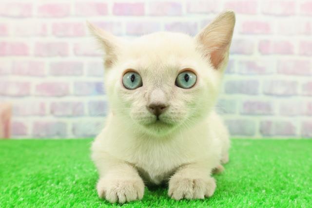 福島県のトンキニーズ (Coo&RIKU郡山店/2025年12月7日生まれ/女の子/プラチナミンク)の子猫の1枚目の画像