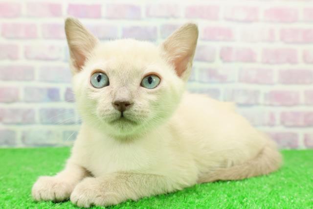 福島県のトンキニーズ (Coo&RIKU郡山店/2025年12月7日生まれ/女の子/プラチナミンク)の子猫の2枚目の画像