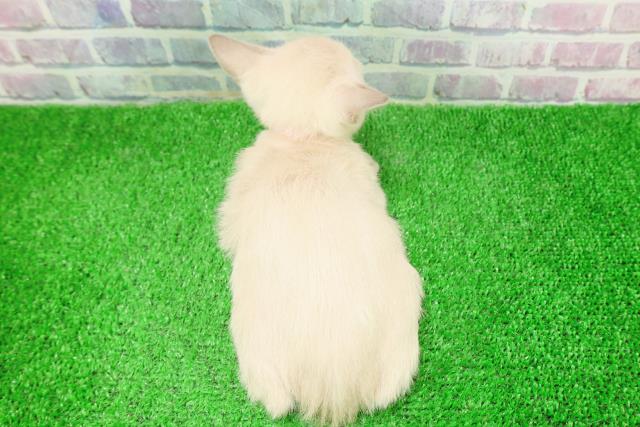 福島県のトンキニーズ (Coo&RIKU郡山店/2025年12月7日生まれ/女の子/プラチナミンク)の子猫の4枚目の画像