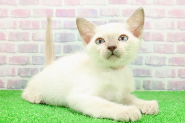 長野県のトンキニーズ (Coo&RIKU松本店/2025年12月7日生まれ/女の子/ブルーポイント)の子猫の3枚目の画像