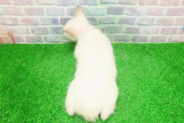 長野県のトンキニーズ (Coo&RIKU松本店/2025年12月7日生まれ/女の子/ブルーポイント)の子猫の4枚目の画像