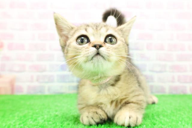 岩手県のマンチカン (Coo&RIKU岩手盛岡店/2025年11月22日生まれ/女の子/ブラウンパッチドタビー)の子猫の1枚目の画像