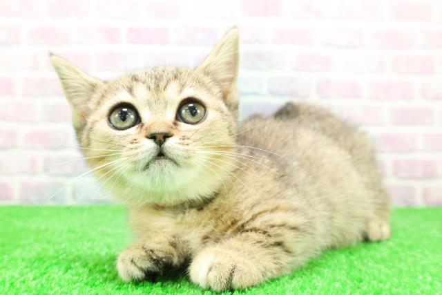 岩手県のマンチカン (Coo&RIKU岩手盛岡店/2025年11月22日生まれ/女の子/ブラウンパッチドタビー)の子猫の2枚目の画像