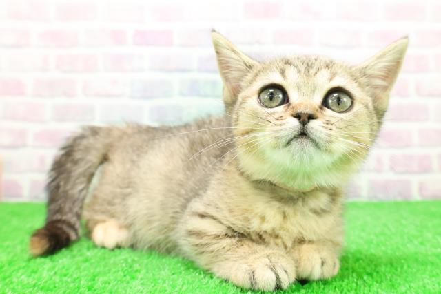 岩手県のマンチカン (Coo&RIKU岩手盛岡店/2025年11月22日生まれ/女の子/ブラウンパッチドタビー)の子猫の3枚目の画像