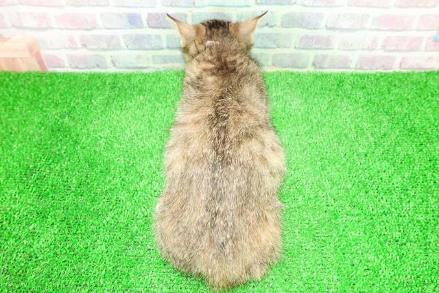 岩手県のマンチカン (Coo&RIKU岩手盛岡店/2025年11月22日生まれ/女の子/ブラウンパッチドタビー)の子猫の4枚目の画像