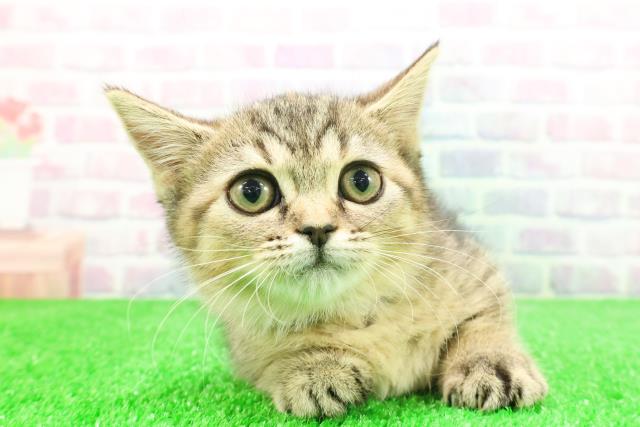 福島県のマンチカン (Coo&RIKU福島店/2025年11月22日生まれ/女の子/ブラウンパッチドタビー)の子猫の1枚目の画像