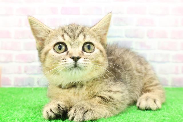 福島県のマンチカン (Coo&RIKU福島店/2025年11月22日生まれ/女の子/ブラウンパッチドタビー)の子猫の2枚目の画像