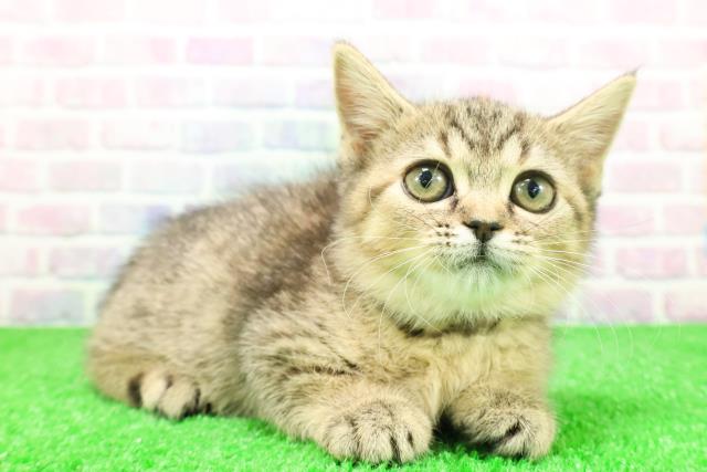 福島県のマンチカン (Coo&RIKU福島店/2025年11月22日生まれ/女の子/ブラウンパッチドタビー)の子猫の3枚目の画像