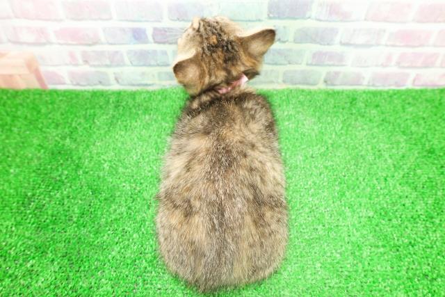 福島県のマンチカン (Coo&RIKU福島店/2025年11月22日生まれ/女の子/ブラウンパッチドタビー)の子猫の4枚目の画像