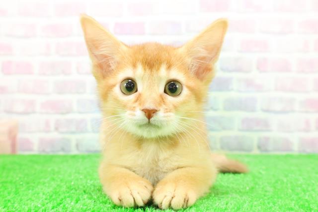 静岡県のソマリ (Coo&RIKU浜松店/2025年11月26日生まれ/男の子/レッド)の子猫の1枚目の画像