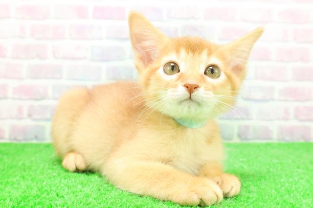 静岡県のソマリ (Coo&RIKU浜松店/2025年11月26日生まれ/男の子/レッド)の子猫の3枚目の画像