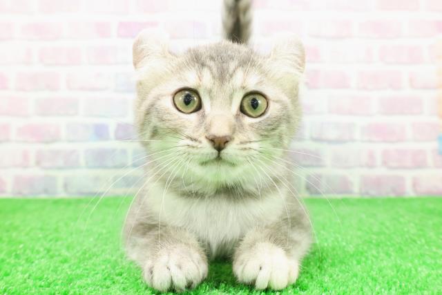 静岡県のアメリカンカール (Coo&RIKU浜松店/2025年11月18日生まれ/女の子/ブルーパッチドタビー)の子猫の1枚目の画像