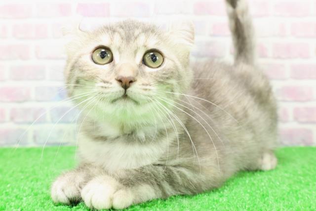 静岡県のアメリカンカール (Coo&RIKU浜松店/2025年11月18日生まれ/女の子/ブルーパッチドタビー)の子猫の2枚目の画像