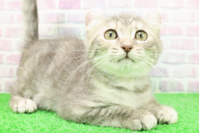 静岡県のアメリカンカール (Coo&RIKU浜松店/2025年11月18日生まれ/女の子/ブルーパッチドタビー)の子猫の3枚目の画像