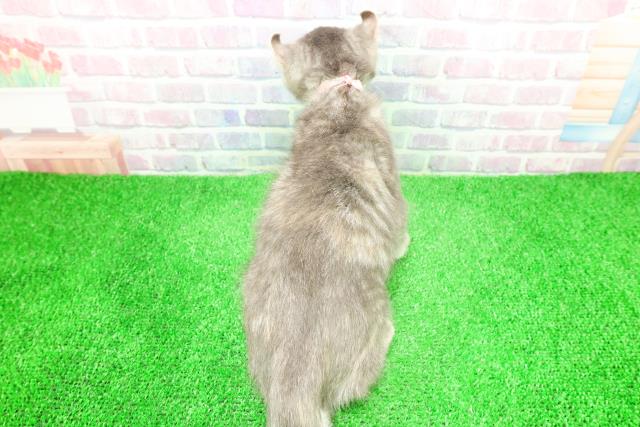 静岡県のアメリカンカール (Coo&RIKU浜松店/2025年11月18日生まれ/女の子/ブルーパッチドタビー)の子猫の4枚目の画像