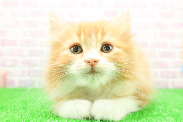 青森県のスコティッシュフォールド (Coo&RIKU八戸店/2025年12月4日生まれ/女の子/レッドタビーホワイト)の子猫の1枚目の画像