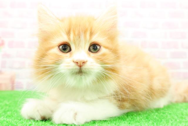 青森県のスコティッシュフォールド (Coo&RIKU八戸店/2025年12月4日生まれ/女の子/レッドタビーホワイト)の子猫の2枚目の画像