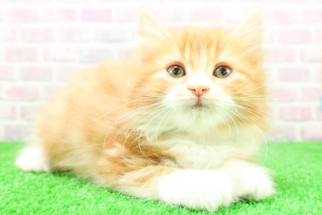 青森県のスコティッシュフォールド (Coo&RIKU八戸店/2025年12月4日生まれ/女の子/レッドタビーホワイト)の子猫の3枚目の画像