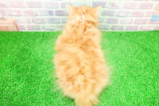 青森県のスコティッシュフォールド (Coo&RIKU八戸店/2025年12月4日生まれ/女の子/レッドタビーホワイト)の子猫の4枚目の画像