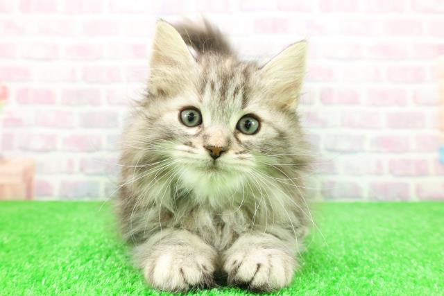 秋田県のスコティッシュフォールド (Coo&RIKU秋田店/2025年12月4日生まれ/女の子/シルバーパッチドタビー)の子猫