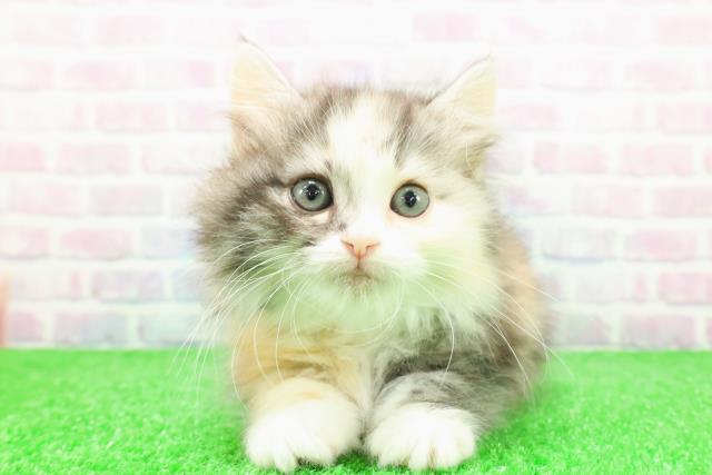 岩手県のスコティッシュフォールド (Coo&RIKU岩手盛岡店/2025年12月4日生まれ/女の子/キャリコ)の子猫の1枚目の画像