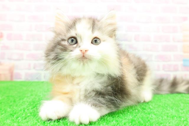 岩手県のスコティッシュフォールド (Coo&RIKU岩手盛岡店/2025年12月4日生まれ/女の子/キャリコ)の子猫の2枚目の画像