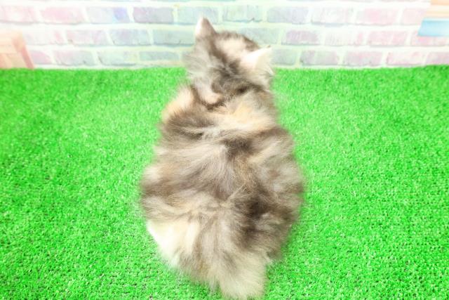 岩手県のスコティッシュフォールド (Coo&RIKU岩手盛岡店/2025年12月4日生まれ/女の子/キャリコ)の子猫の4枚目の画像