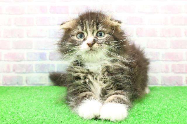 東京都のスコティッシュフォールド (Coo&RIKU武蔵小山店/2025年12月4日生まれ/男の子/ブラウンタビーホワイト)の子猫