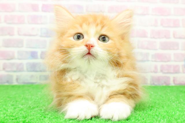 埼玉県のサイベリアン (Coo&RIKU大宮店/2025年12月7日生まれ/男の子/レッドタビー)の子猫