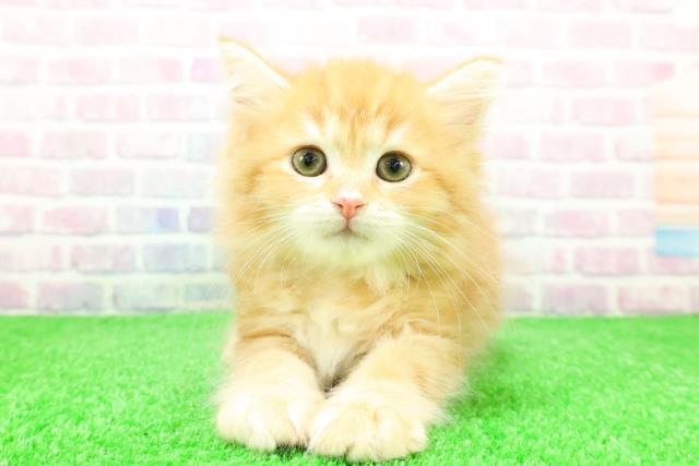 埼玉県のサイベリアン (Coo&RIKU春日部店/2025年12月7日生まれ/女の子/レッドタビー)の子猫