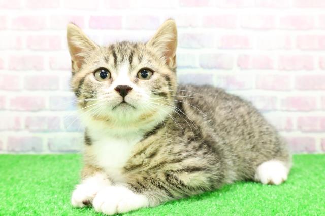 東京都のマンチカン (Coo&RIKU足立本店/2025年11月28日生まれ/男の子/ブラウンタビーホワイト)の子猫の2枚目の画像