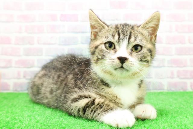 東京都のマンチカン (Coo&RIKU足立本店/2025年11月28日生まれ/男の子/ブラウンタビーホワイト)の子猫の3枚目の画像