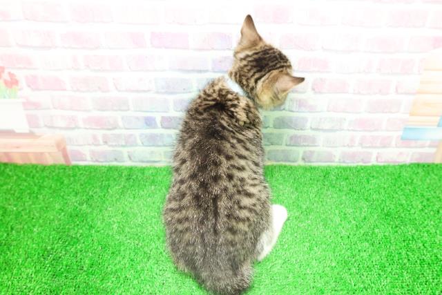 東京都のマンチカン (Coo&RIKU足立本店/2025年11月28日生まれ/男の子/ブラウンタビーホワイト)の子猫の4枚目の画像