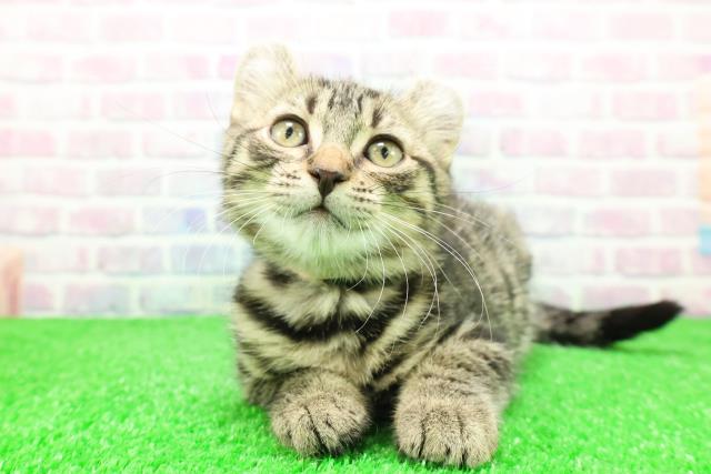 千葉県のアメリカンカール (Coo&RIKUフレスポ稲毛店/2025年11月26日生まれ/女の子/ブラウンタビー)の子猫の1枚目の画像