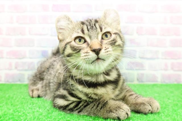 千葉県のアメリカンカール (Coo&RIKUフレスポ稲毛店/2025年11月26日生まれ/女の子/ブラウンタビー)の子猫の3枚目の画像